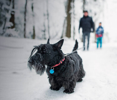 Eine Familie ist an einem verschneiten Tag im Wald spazieren. Im vorderen Bereich des Bildes ist ein Hund zu sehen.