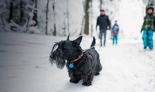 Eine Familie ist an einem verschneiten Tag im Wald spazieren. Im vorderen Bereich des Bildes ist ein Hund zu sehen.