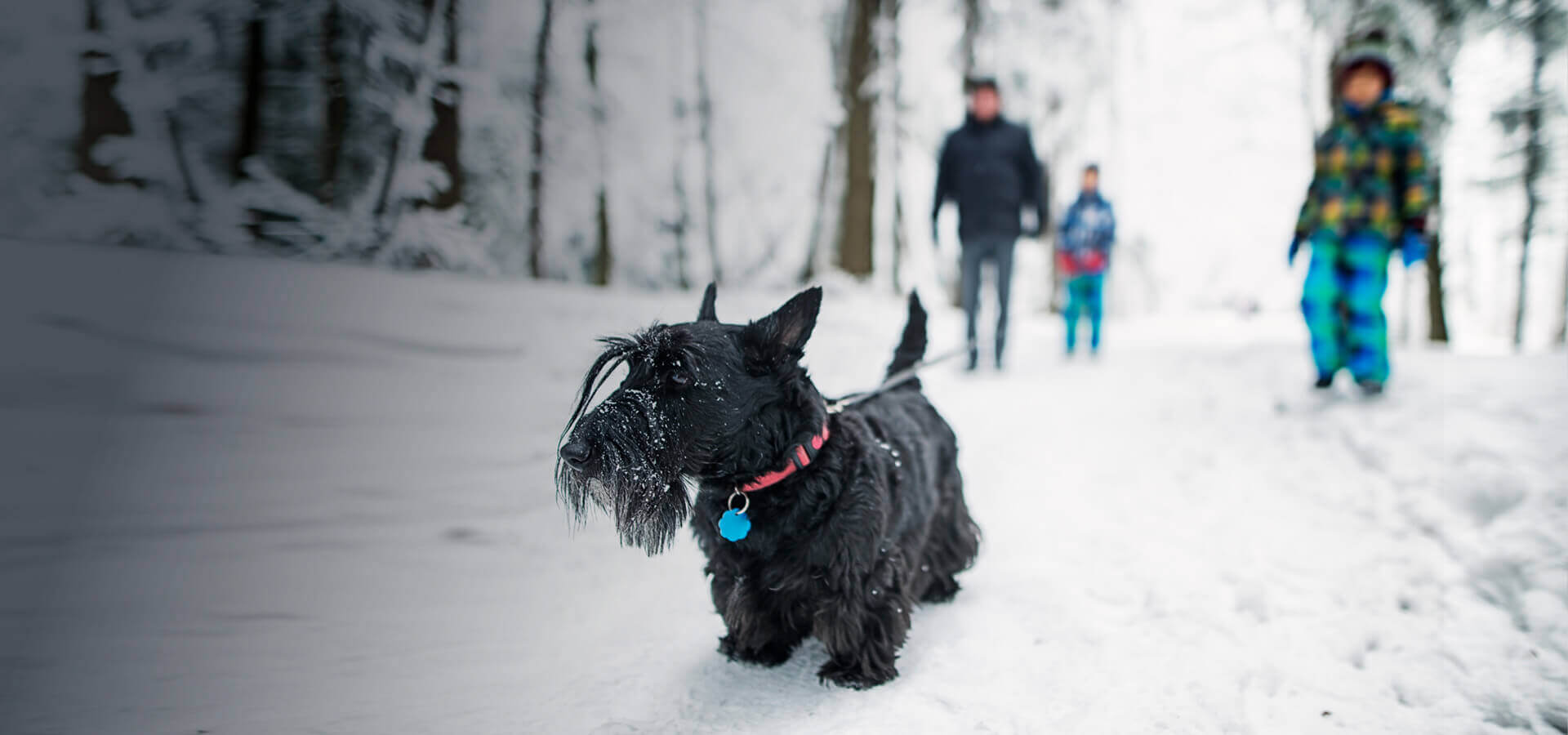 Eine Familie ist an einem verschneiten Tag im Wald spazieren. Im vorderen Bereich des Bildes ist ein Hund zu sehen.