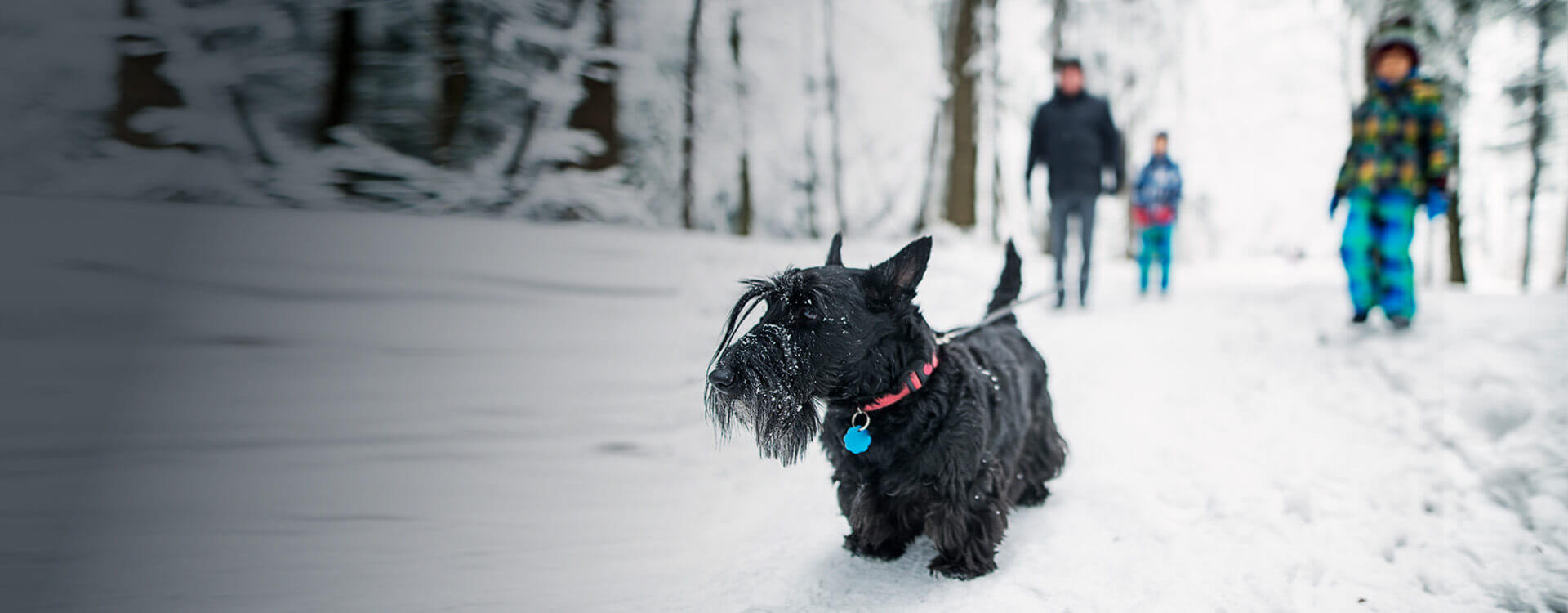 Eine Familie ist an einem verschneiten Tag im Wald spazieren. Im vorderen Bereich des Bildes ist ein Hund zu sehen.