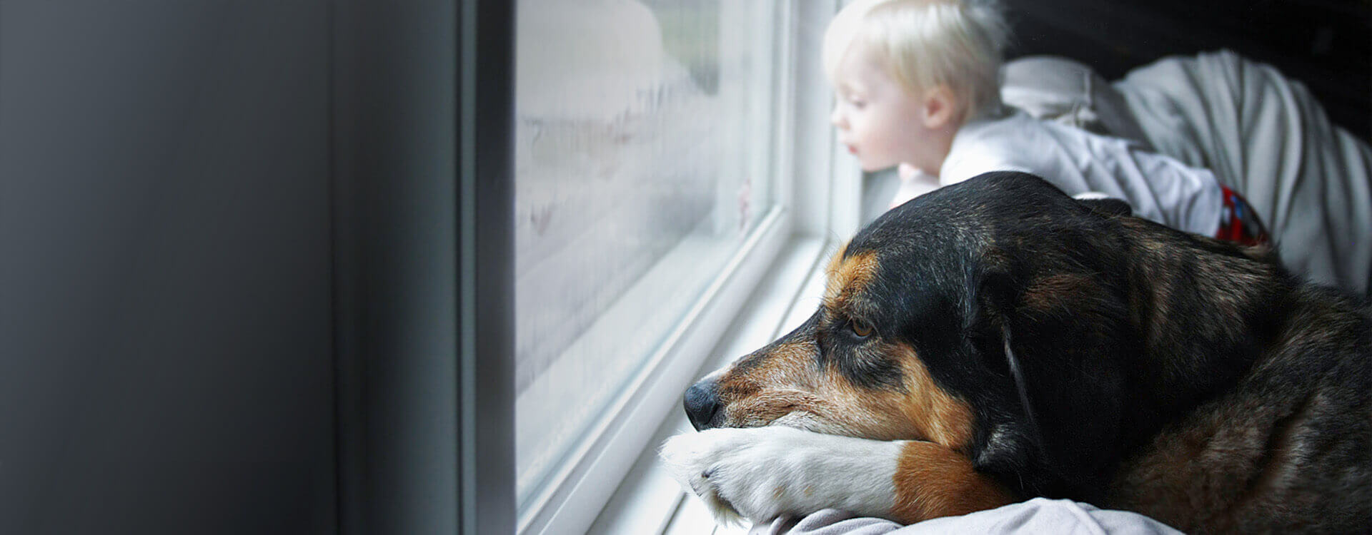 Ein Hund und ein kleines Kind sitzen vor dem Fenster und schauen nach draußen. Draußen regnet es.