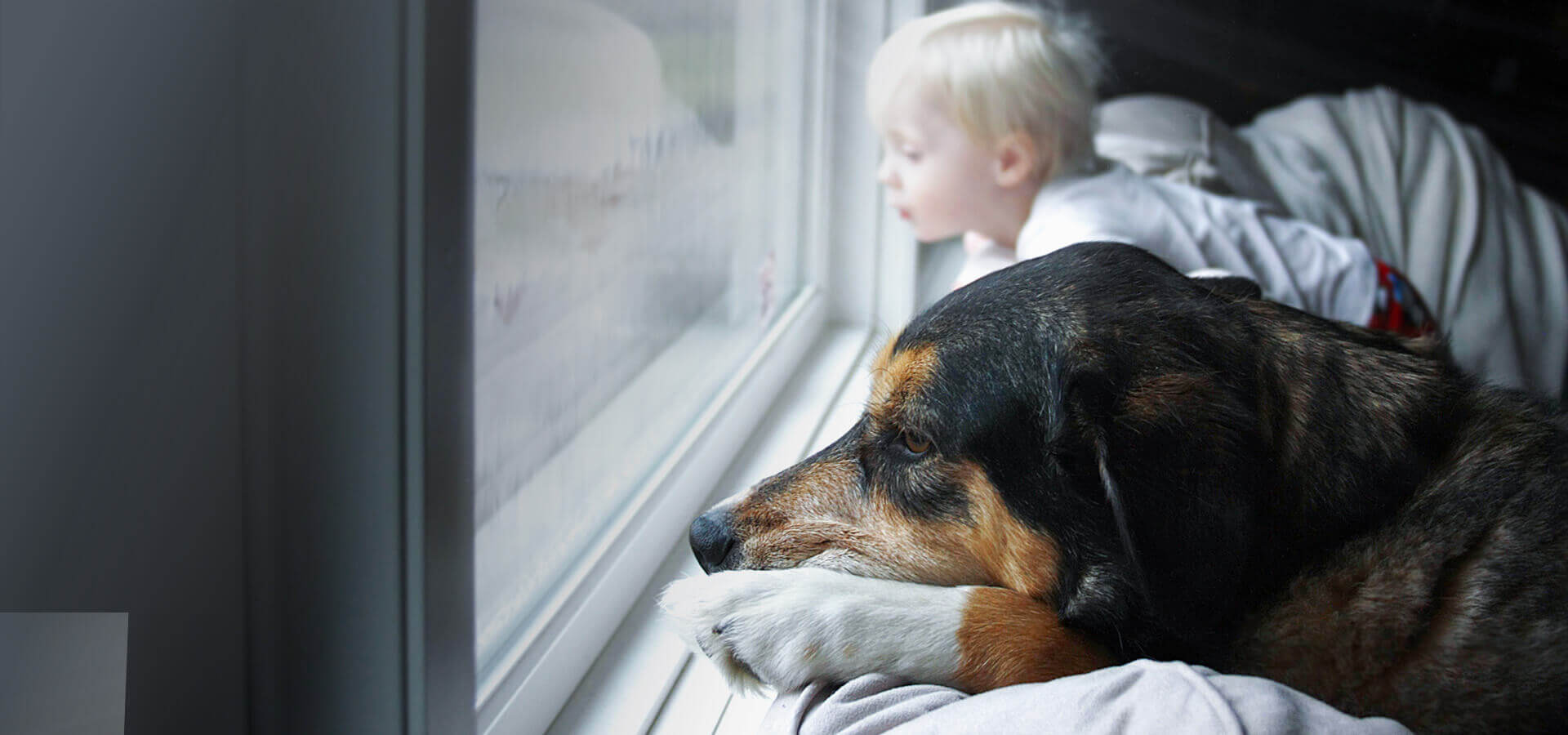 Ein Hund und ein kleines Kind sitzen vor dem Fenster und schauen nach draußen. Draußen regnet es.